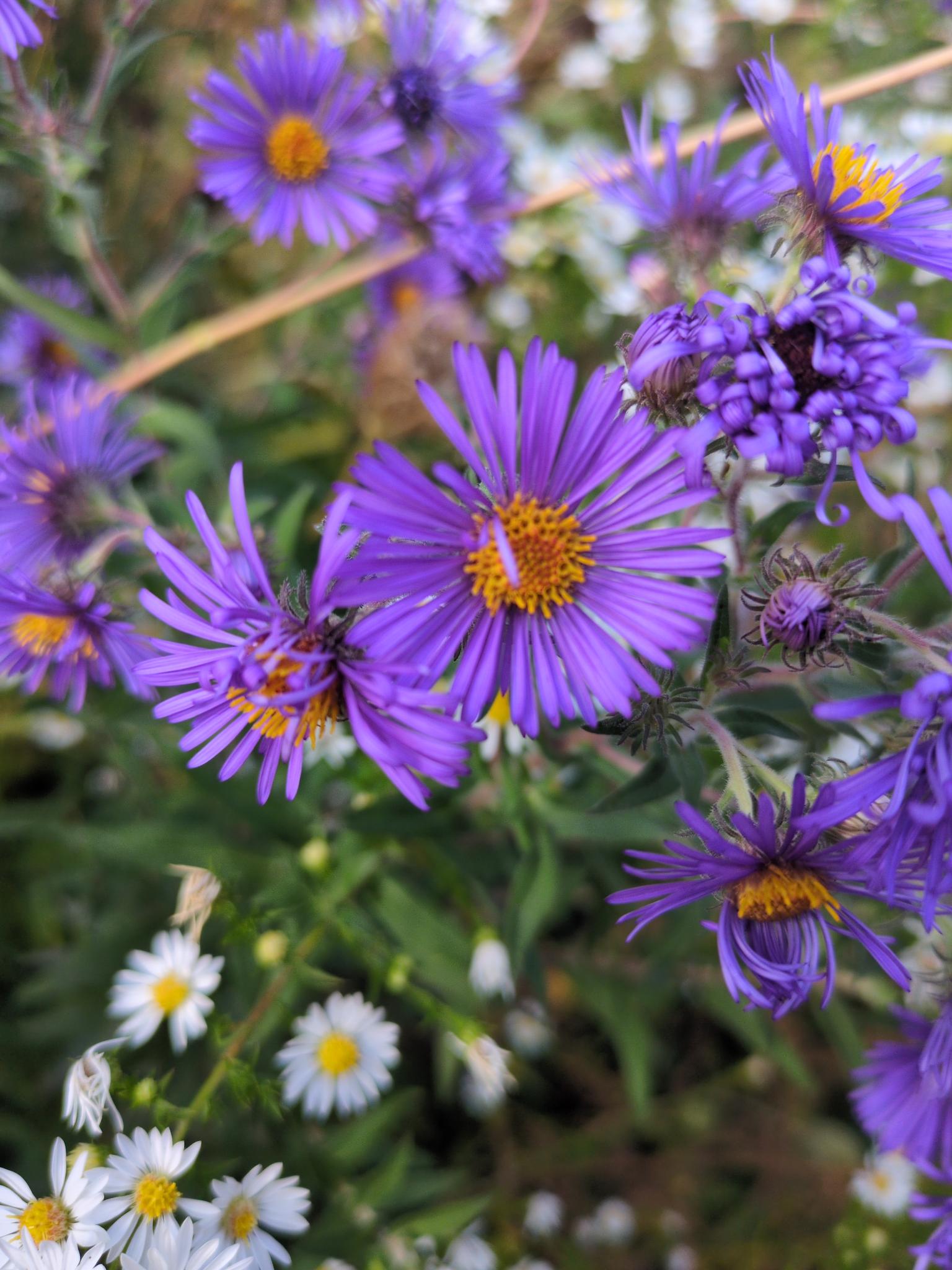 Close up photo of several aster flowers in various stages of blooming, among even smaller flowers with white petals