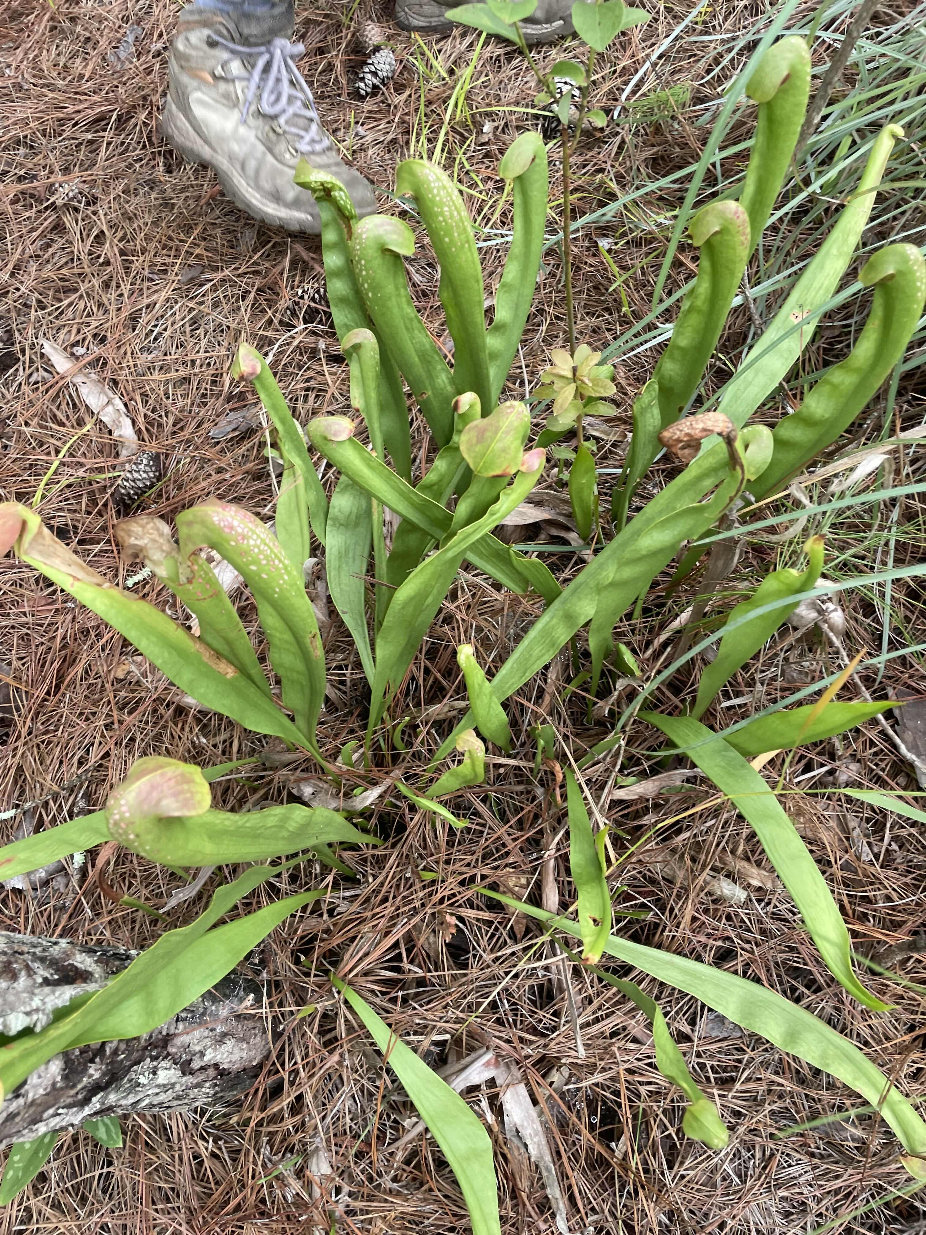 Photo of several pitcher plants among pine needles taken from above